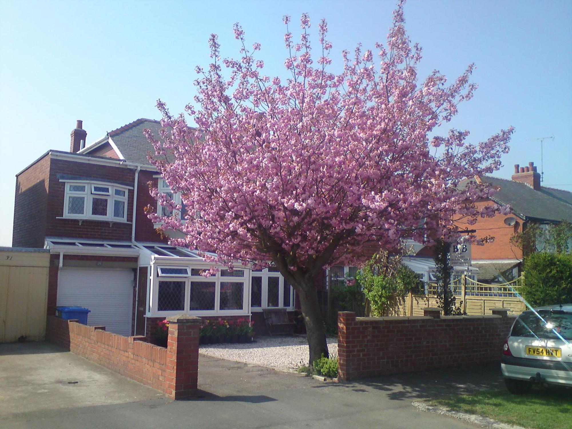 Cherry Blossom Guest House Whitby Exterior photo